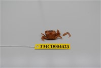 藏品(平背蜞)的圖片